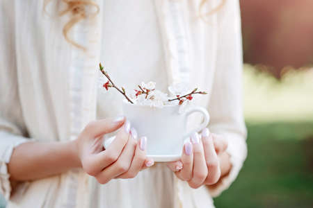 Woman hands holds white teacup with abricot blossom branch and natural sunlight.の写真素材
