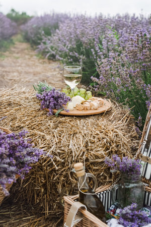 Summer picnic with wine and cheese in the lavender field, outdoors, sunset natural light.の写真素材