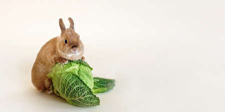 Little cute rabbit on beige background with cabbage.の写真素材