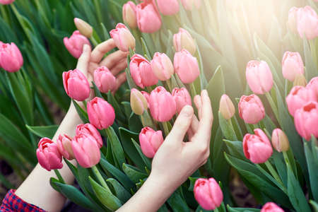 Hands holding spring rose tulips, natural lightの写真素材