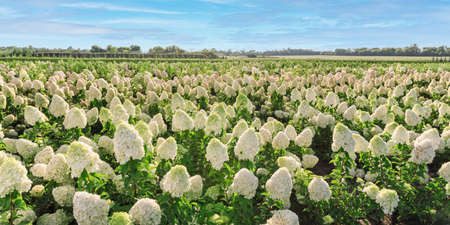 Field of white hydrangeas on a farm, sunset light, landscape design. Agricultural flower gardeningの写真素材