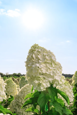 Selective focus on beautiful bush of blooming white Hydrangea or Hortensia flowers and green leaves...