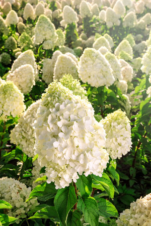 Selective focus on beautiful bush of blooming white Hydrangea or Hortensia flowers and green leaves under the sunlight in summer. Natural background.の写真素材