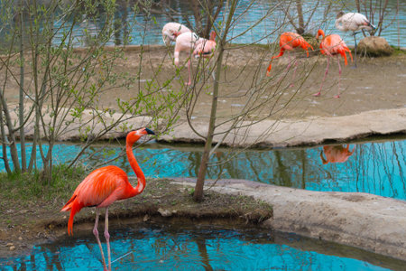 The Greater Flamingo (Phoenicopterus roseus) and The American Flamingo (Phoenicopterus ruber)  in Moscow Zooの写真素材