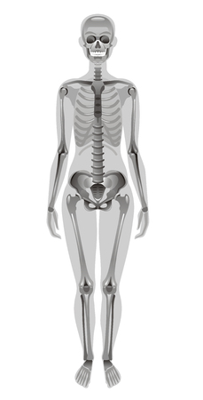 Vector illustration, isolated white background. Realistic human skeleton symbol, 3d female figure with skul, bones, rib. Cartoon didactic health poster template. Flat banner, medical signのイラスト素材