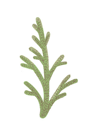 Christmas tree branch, hand drawn holiday plant. Fir tree sketch, Merry xmas, Happy new year design...