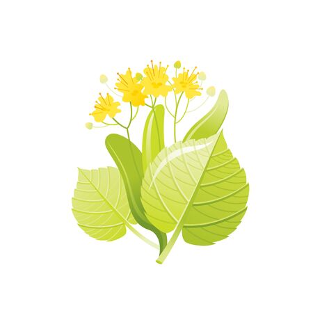 Linden tree honey flower, floral icon. Realistic cartoon cute plant blossom, spring, summer symbol.のイラスト素材
