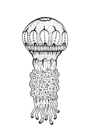 Jellyfish, underwater jelly fish icon. Coral reef animal sketch icon. Black engraved water element graphic, for coloring book, tattoo, print. Doodle hand drawn vector illustration isolated backgroundのイラスト素材