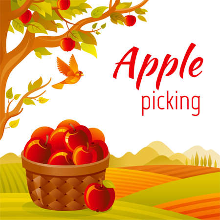 Apple basket in orchard. fruit farm vector. Apple picking in fall garden vector. Cartoon agriculture harvest landscape with autumn tree and basket. Vintage summer or fall landscape with quoteのイラスト素材