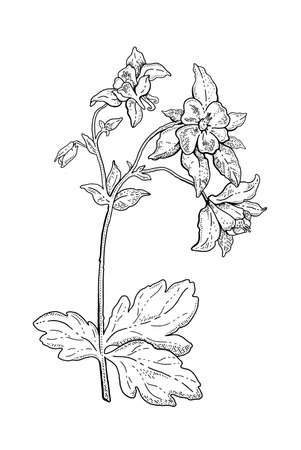Flower columbine aquilegia. vector sketch illustration. Botanical outline doodle drawing. Nature contour hand drawn columbine aquilegia vector. Spring engraving bio line mountain rocky blooming flowerのイラスト素材