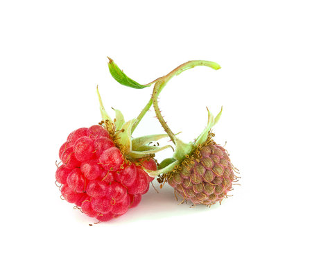 ripe raspberry and green berries 