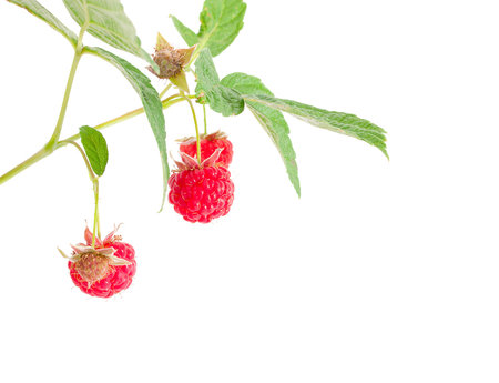 ripe raspberry and green berries の写真素材