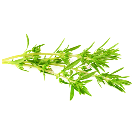 Thyme fresh herb isolated on white backgroundの写真素材