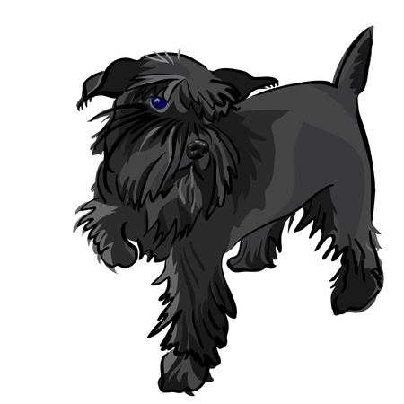 vector dog breed Miniature Schnauzer blackのイラスト素材