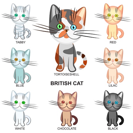 the British Shorthair cats of various colors: black, white, tabby, tortoieseshell, lilac; blue; red; chocolateのイラスト素材