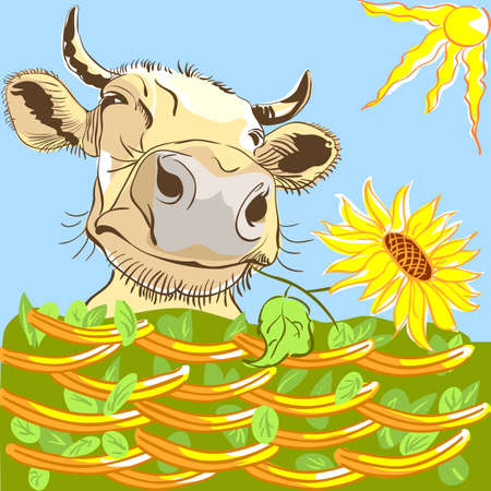 Funny cow peering over fence and chewing sunflower. のイラスト素材