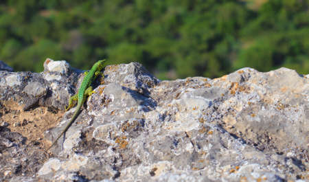 green lizard sitting on a rocky cliffの写真素材