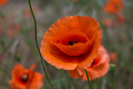 floral background with poppies, shallow depth of field