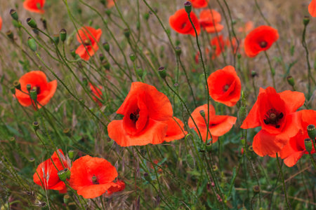 floral background with poppies, shallow depth of field