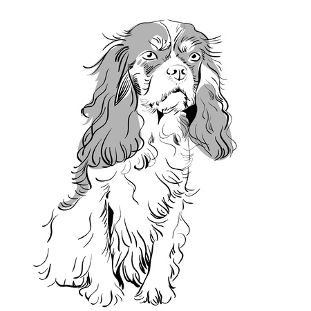 image of the dog breed Cavalier King Charles Spanielのイラスト素材