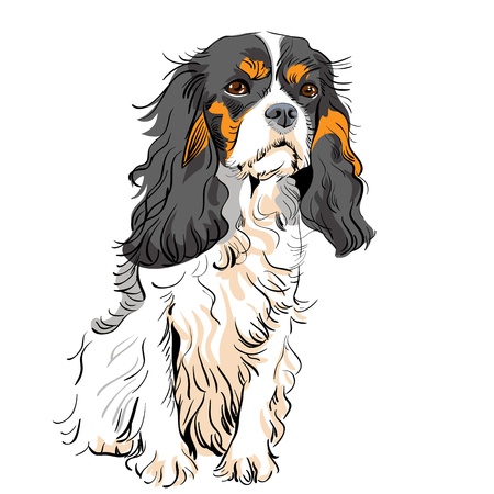 image of the dog breed Cavalier King Charles Spanielのイラスト素材