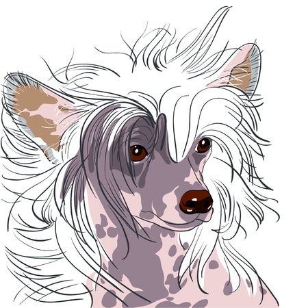 close-up portrait of a dog Chinese Crested breedのイラスト素材