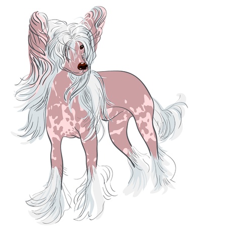 pedigreed Chinese Crested dog at full growthのイラスト素材
