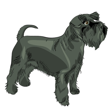 dog breed Miniature Schnauzer blackのイラスト素材
