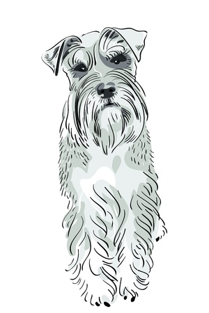dog breed Miniature Schnauzer salt-and-pepper color seriously lookingのイラスト素材