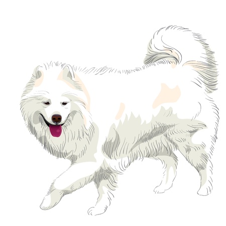 fluffy white Samoyed dog runs and smilesのイラスト素材