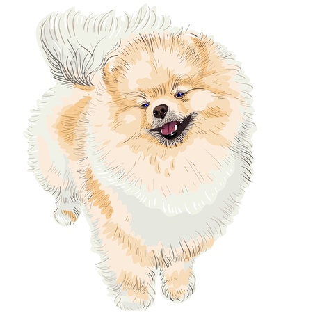 pedigreed dog German Toy Pomeranian is looking up, smilingのイラスト素材