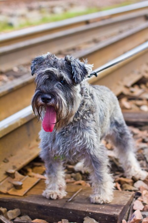 dog breed Miniature Schnauzerの写真素材