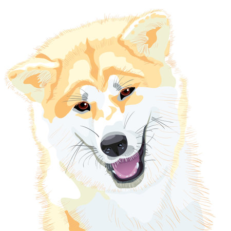 color sketch, closeup portrait, Akita Inu Japanese Dog smilesのイラスト素材