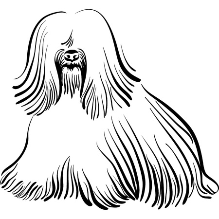 sketch of the dog Tibetan Terrier breed sittingのイラスト素材