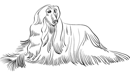 black and white sketch of the dog Afghan hound breed lyingのイラスト素材