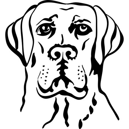 black and white sketch a portrait of a close-up of serious dog breed labrador retrieversのイラスト素材