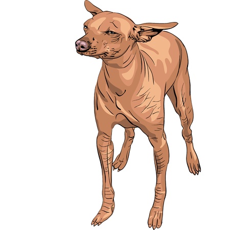 color sketch of Mexican hairless dogs Xoloitzcuintle red color isolated on white backgroundのイラスト素材