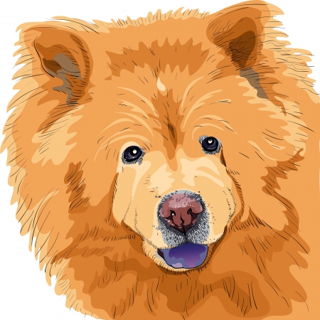 color sketch close-up portrait of a dog chow-chow breed isolated on the white backgroundのイラスト素材