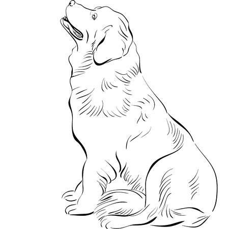 black and white sketch of the dog Newfoundland hound breed sittingのイラスト素材