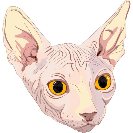 Close-up portrait, sketch a cat breed Sphynx with bright yellow eyes isolated on a white background. The Sphynx is a rare breed of cat known for its lack of a coat.のイラスト素材