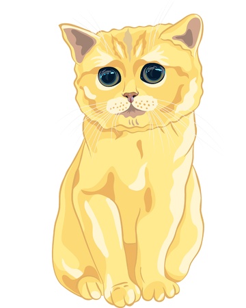 cute fluffy British kitten lovely redhead with huge enormous eyes sittingのイラスト素材