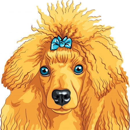 vector color sketch of the dog red Poodle breed isolated on the white backgroundのイラスト素材