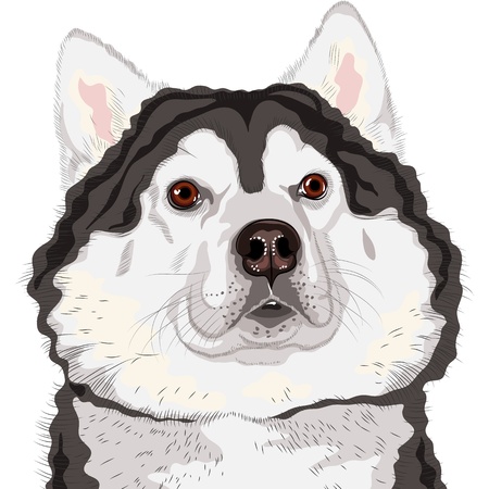 closeup portrait of a dog  Alaskan Malamute breed のイラスト素材