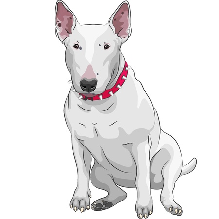 color sketch of a white Bull Terrier Dog sitting isolated on the white backgroundのイラスト素材