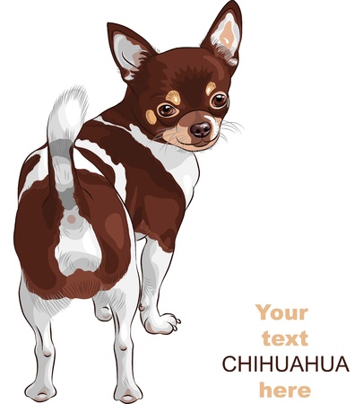 color sketch of the dog Chihuahua breed stands back and looks over his shoulder, smilingのイラスト素材