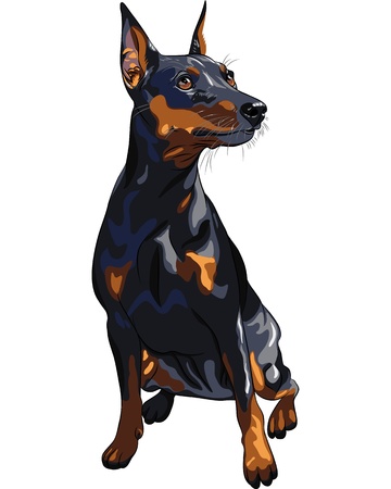 portrait of serious dog Miniature Pinscher (King of the Toys) breed sitting のイラスト素材