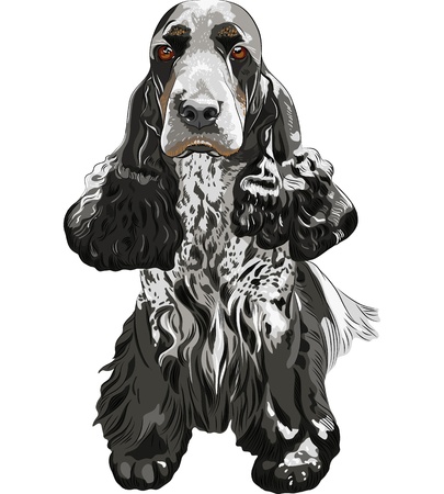 close-up portrait of a gun dog breed English Cocker Spaniel sittingのイラスト素材
