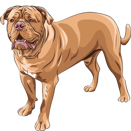 closeup serious red dog French Mastiff  standsのイラスト素材