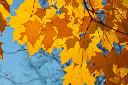autumn background bright orange maple leaves against the blue skyの写真素材