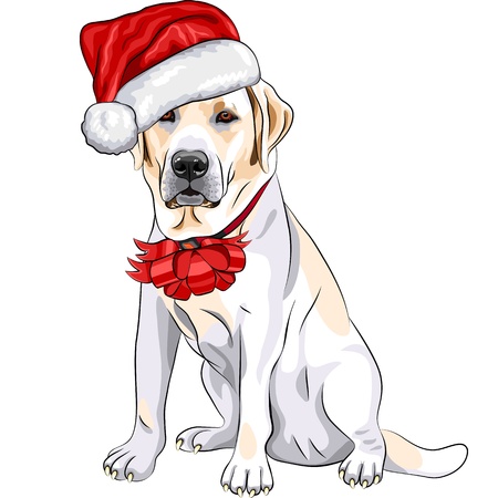 color sketch of the puppy dog Labrador Retriever breed  in the red hat of Santa Claus with Christmas bowのイラスト素材